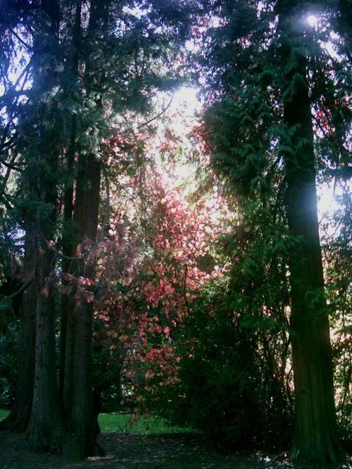 Westonbirt Arboretum