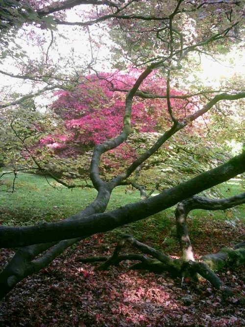 Westonbirt Arboretum