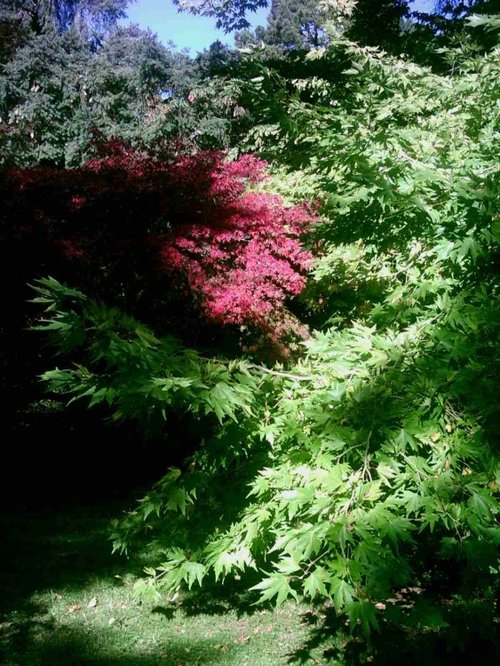 Westonbirt Arboretum