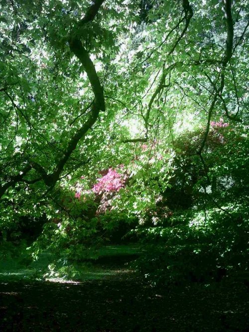 Westonbirt Arboretum