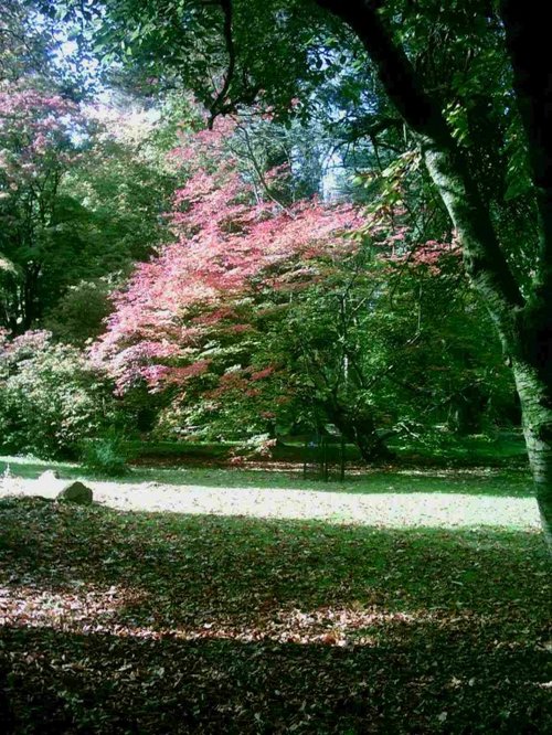 Westonbirt Arboretum - October 2010