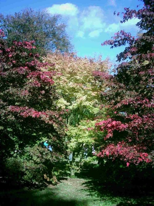 Westonbirt Arboretum