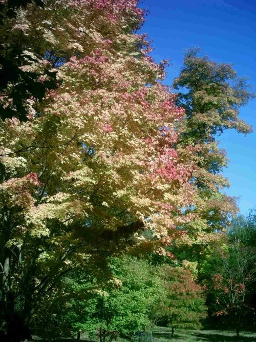 Westonbirt Arboretum