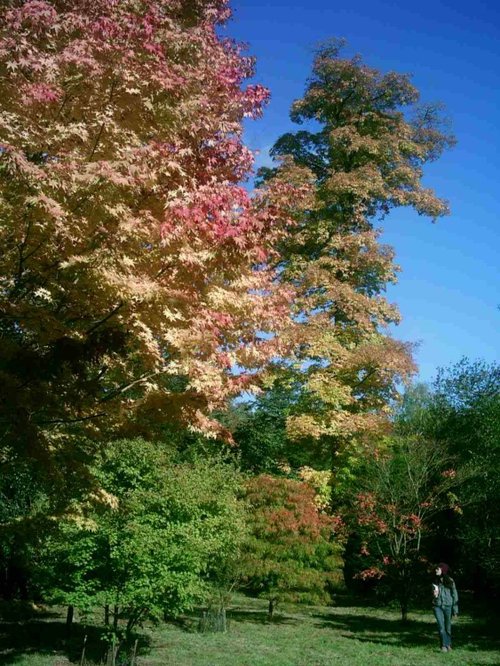 Westonbirt Arboretum