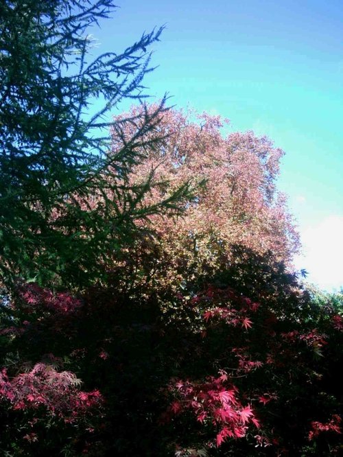 Westonbirt Arboretum - October 2010