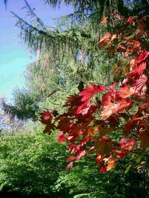 Westonbirt Arboretum - October 2010