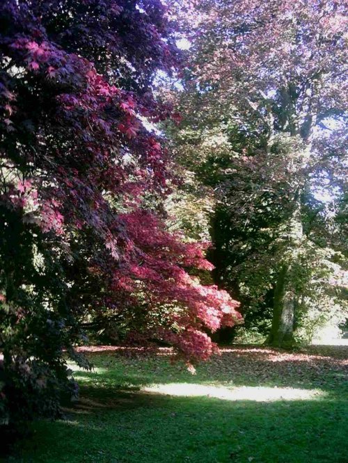 Westonbirt Arboretum - October 2010
