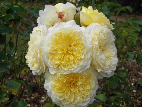 Cockington Court & Country Park