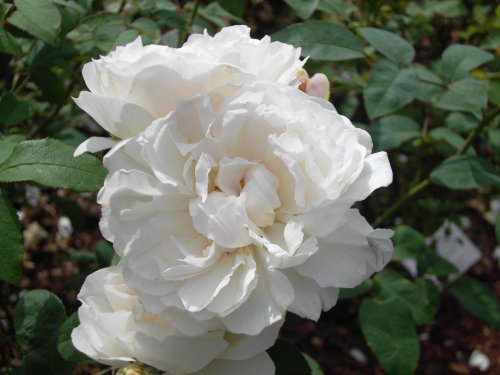 Cockington Court & Country Park