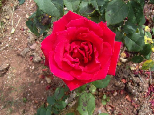 Cockington Court & Country Park