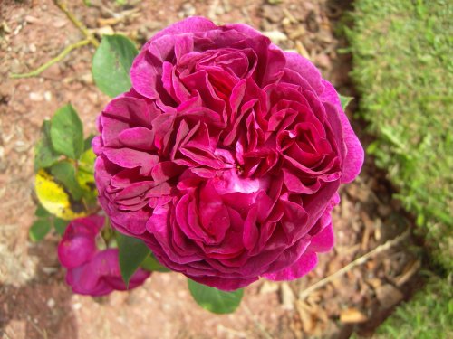 Cockington Court & Country Park