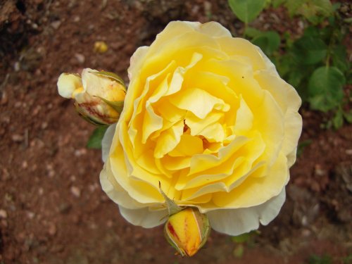 Deep yellow rose.