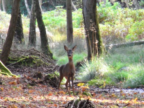 Roe deer at rhinefield