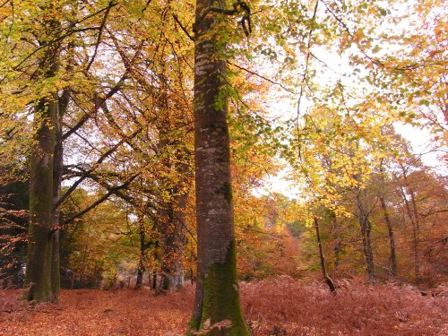 Autumn in the forest