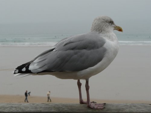 Giant Seagull?