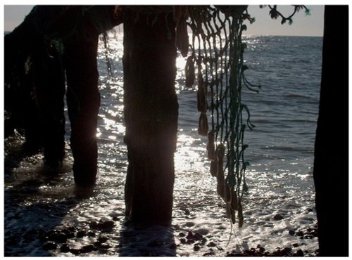 Groynes Cooden Beach