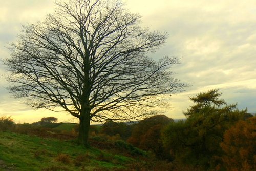 Lyme Park