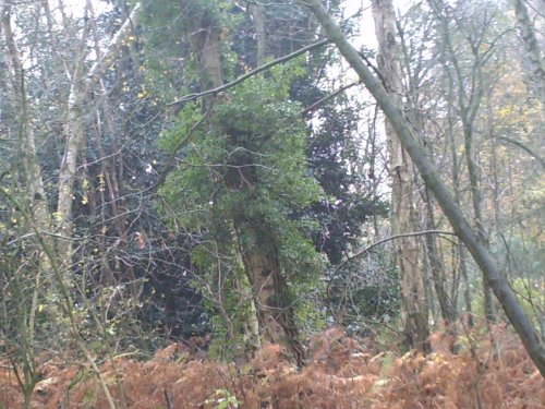 Black Firs Wood, Cheshire
