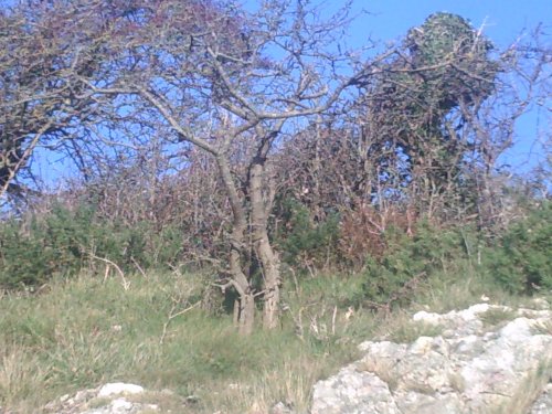 A clifftop tree