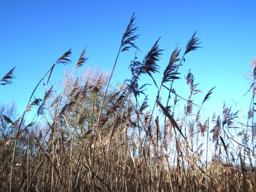 Grasses at Springwell Lake