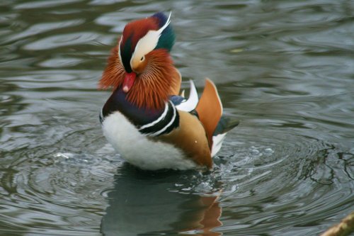 Mandarin Drake.