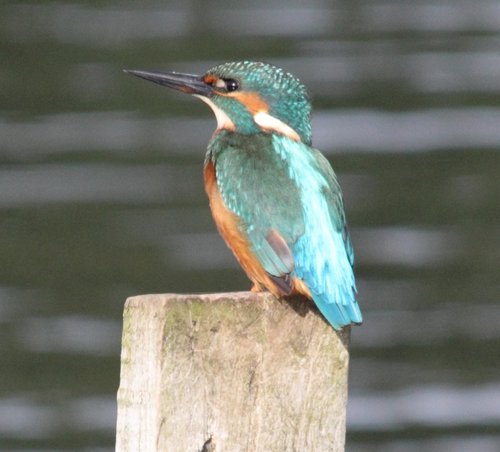 Kingfisher at Sprotbrough Flash