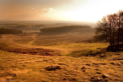 Bradgate Park