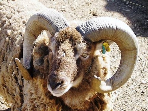 The Butterfly and Wildlife Park