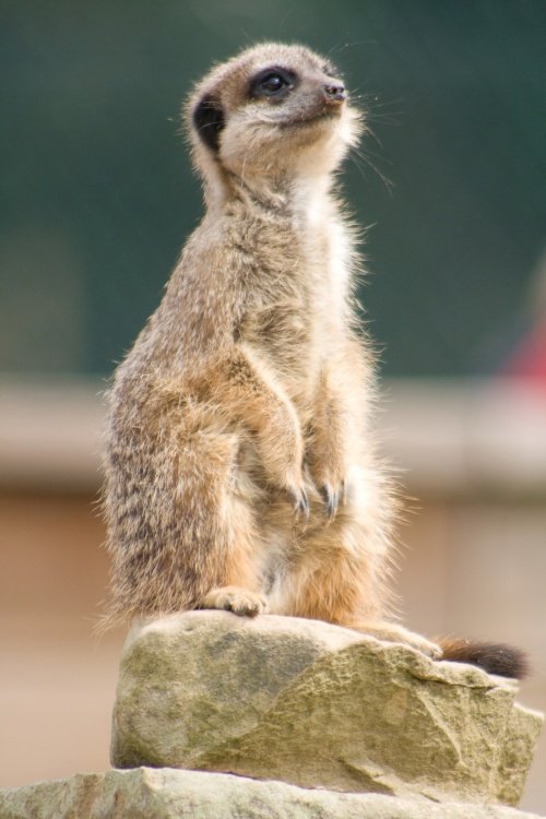 Yorkshire Wildlife Park
