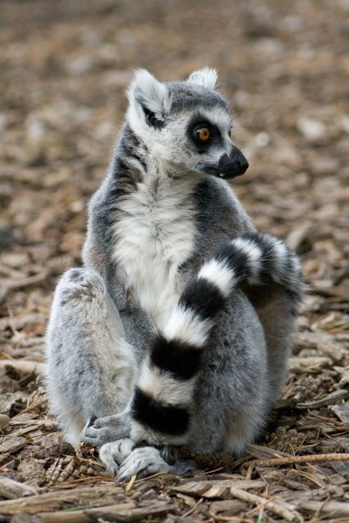 Yorkshire Wildlife Park