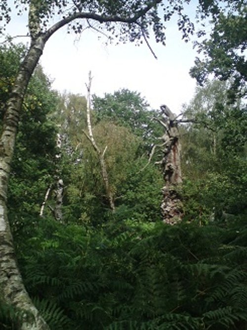 The Forest of Sherwood