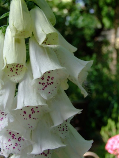 Foxgloves