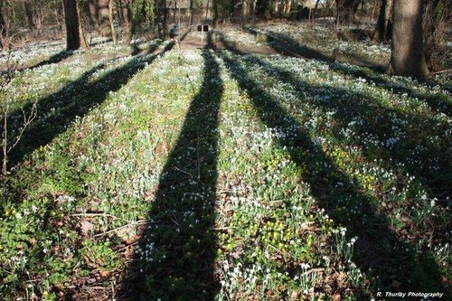 Snowdrops in Abbey Gardens