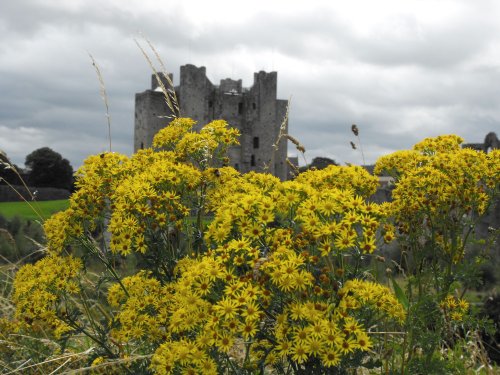At Trim Castle