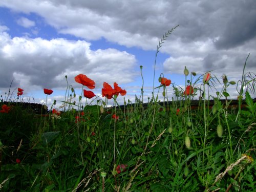 Poppy field