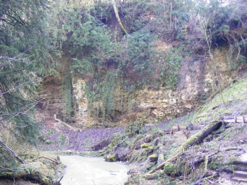Castle Eden Dene