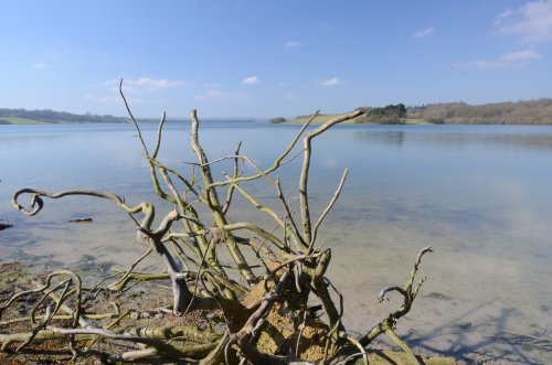 Roots on the edge of Rutland water