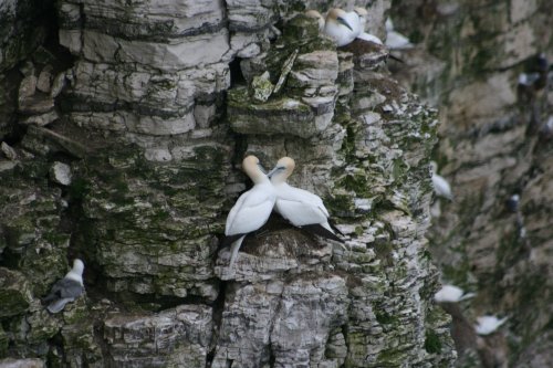 Bempton
