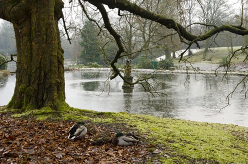 Corporation Park Lake