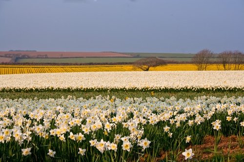 Daffodil field near Penzance