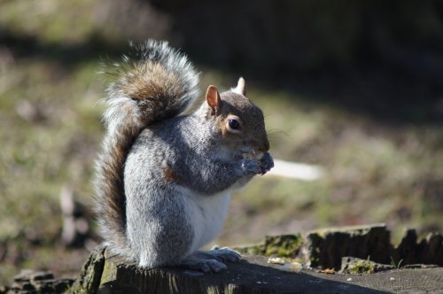 Taylor Park Squirrel