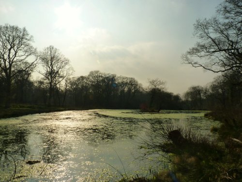 Bookham Common Pond