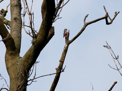 Woodpecker