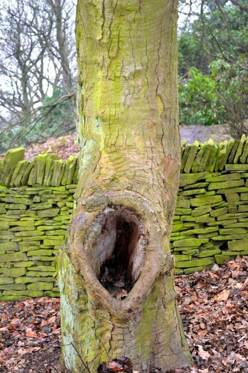 A walk in the woods above Beauchief Hall