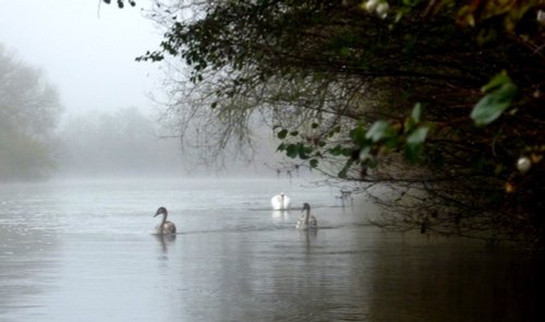 Swans in the mist