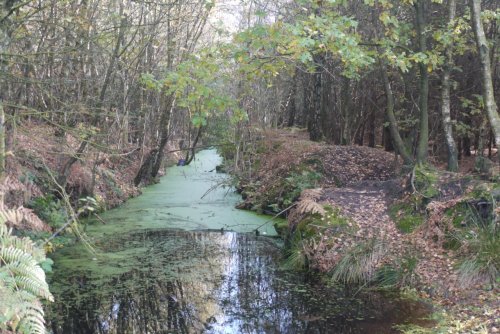 Delamere Forest Park