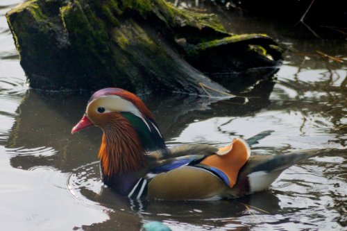 Wildfowl & Wetlands Trust Martin Mere