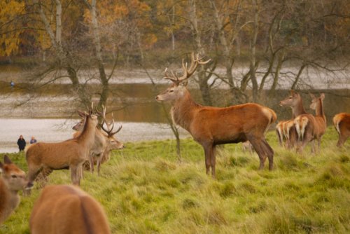 Deer in Tatton Park