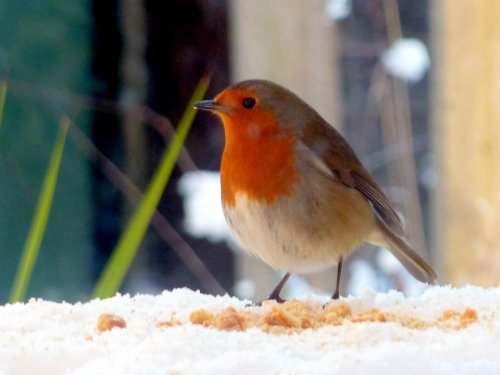 Robin