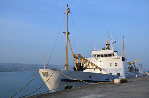 Scillonion ready to go out